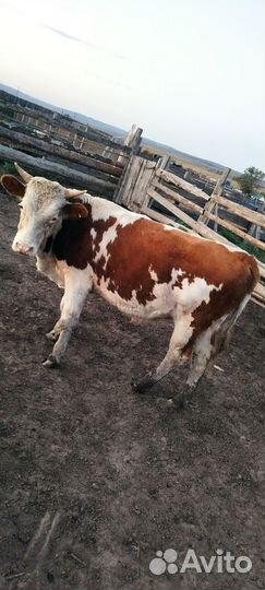 Продам быка