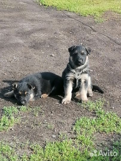 Щенки немецкой овчарки