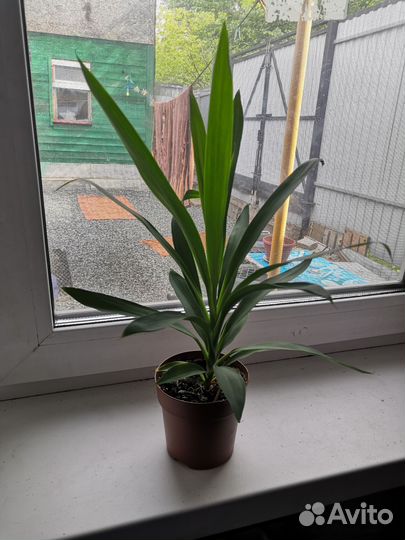 Цветок юкка