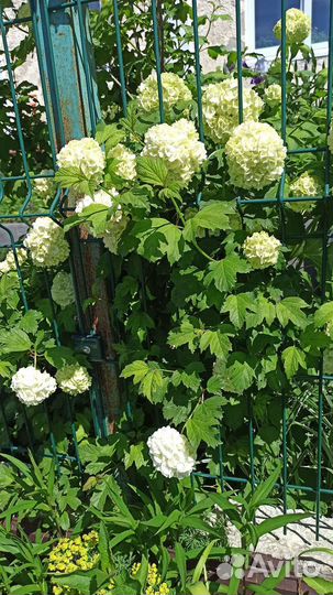 Калина Бульденеж