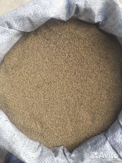 Семена люцерны