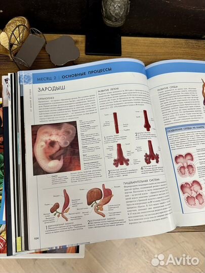 Библия беременности. От зачатия до рождения