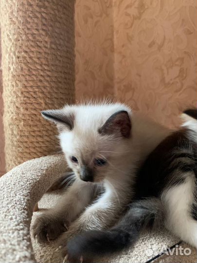 Котёнок 01.08.2023
