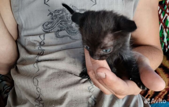 Отдам котенка