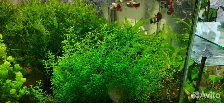 Аквариумные рыбки,растения