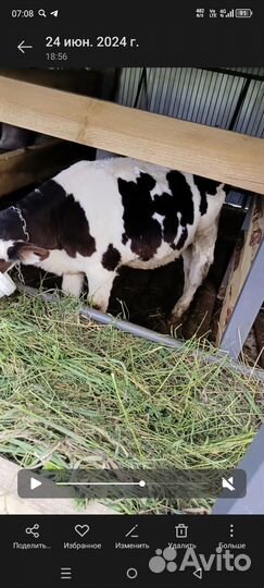 Бычки и быки