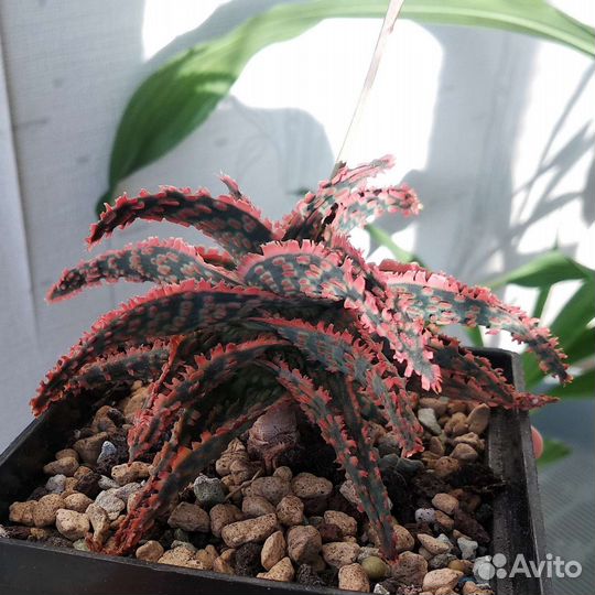 Коллекционные культивары алоэ. Суккуленты