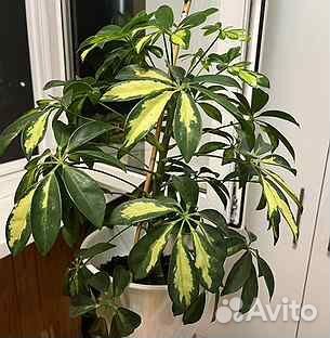 Шефлера, 60 см