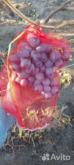 Черенки винограда
