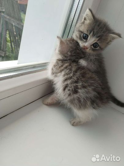 Котята (2 мальчика)в добрые руки