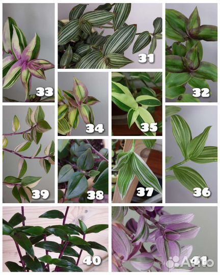 Традесканция 84 сорта