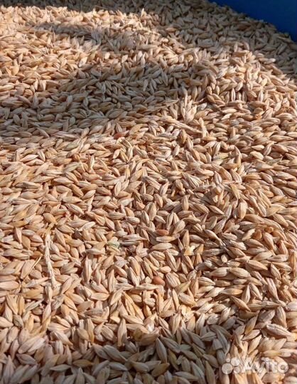 Пшеница озимая, Подсолнечник на корм