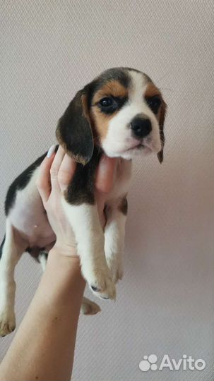 Бигль щенок девочка