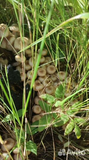 Грибы опята маринованые,грузди соленные,обабки