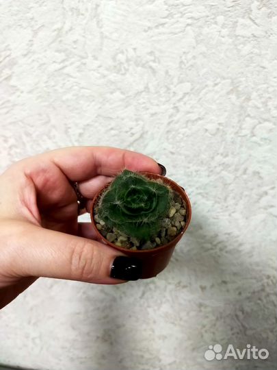 Крассула барбато