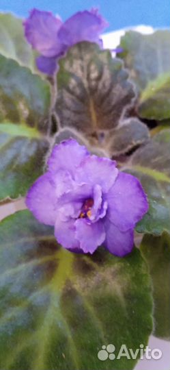 Каланхоэ розовое и фиалка фиолетовая