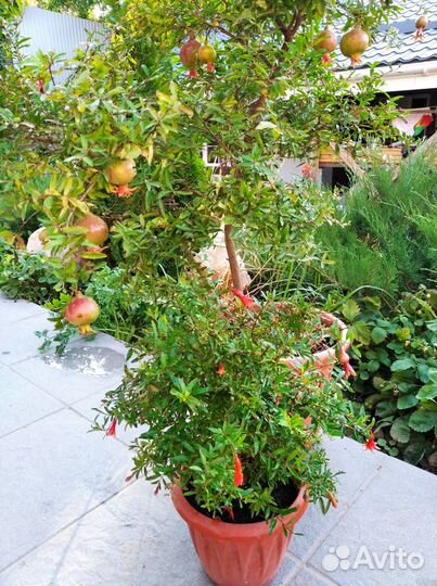 Гранат комнатный, цветущий и плодоносящий