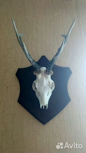 Череп косули