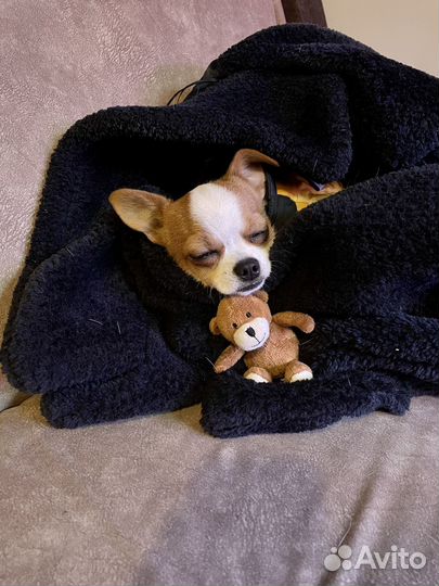 Вязка кобель чихуахуа