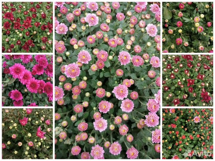 Хризантемы мультифлора