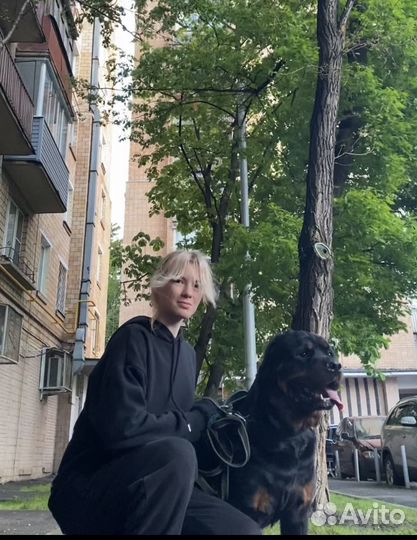 Выгул питомца, зооняня, догситтер