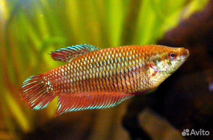 Петушок (самка) (арт 7031)