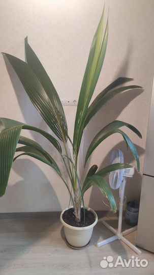 Кокосовая пальма