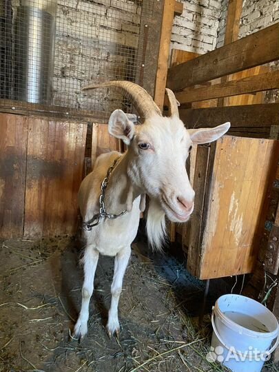 Коза дойная