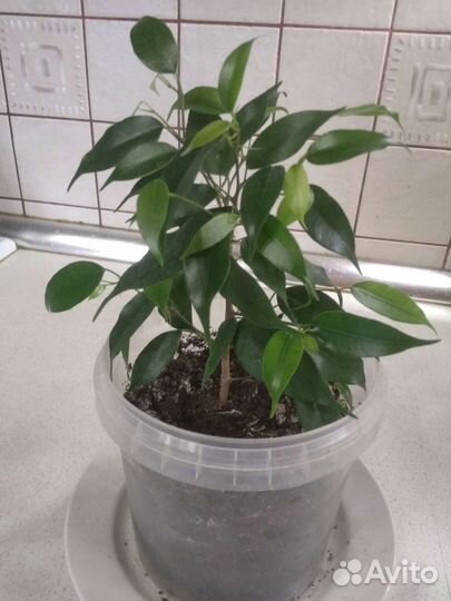 Цветы Хавортия, фикус Бенджамина