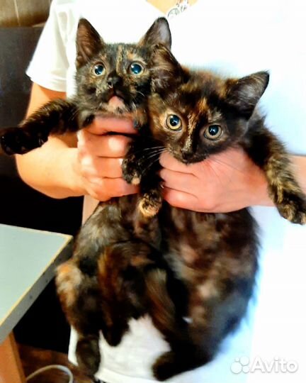 Котята