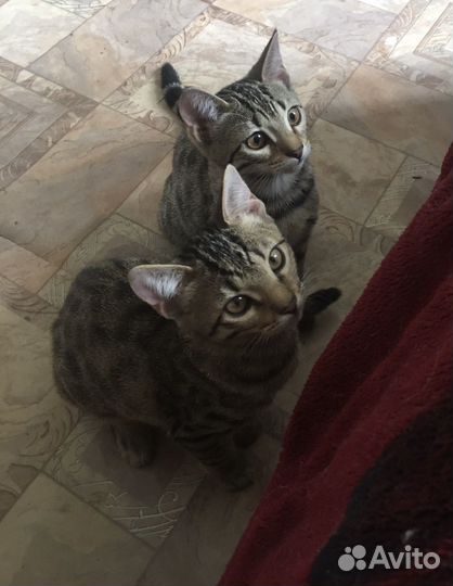 Бенгальские котята серебро и золото