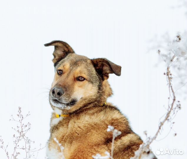 Весёлая собака в добрые руки. Жардин