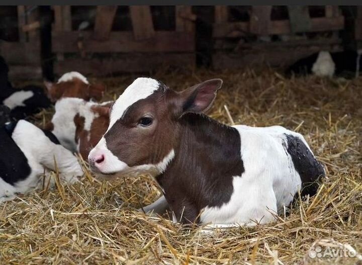 Продаю теленка и бычка