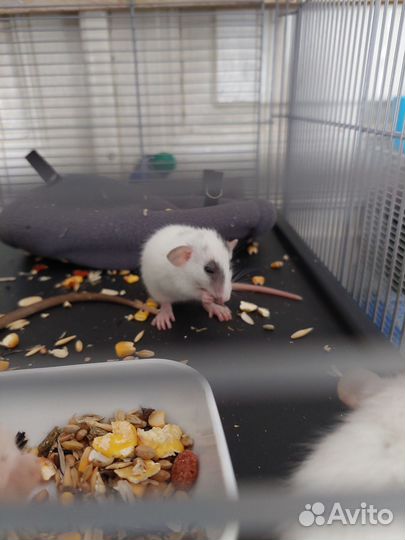 Крыса дамбо