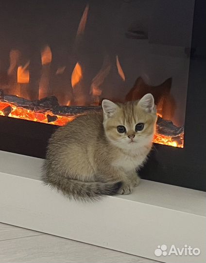 Домашние животные кошки