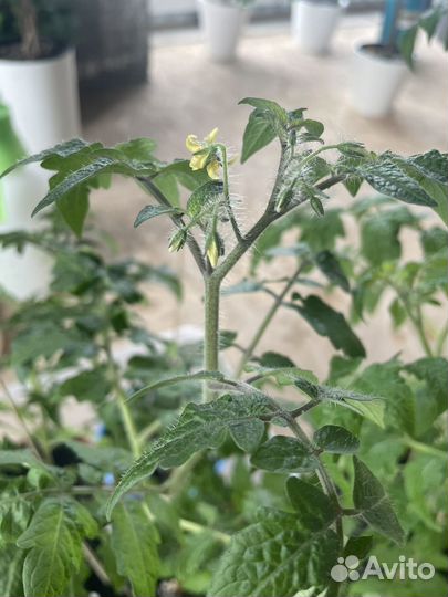 Рассада помидор