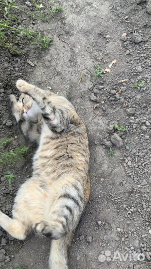 Отдам кошку в добрые руки