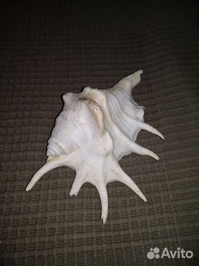 Раковины морские