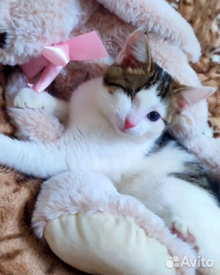 Кошка в дар