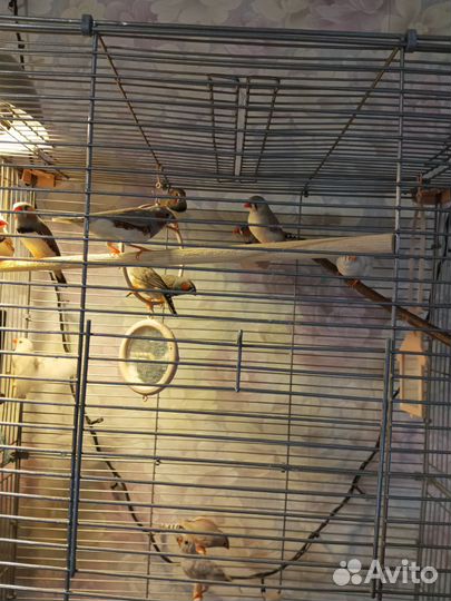 Зебровые амадины