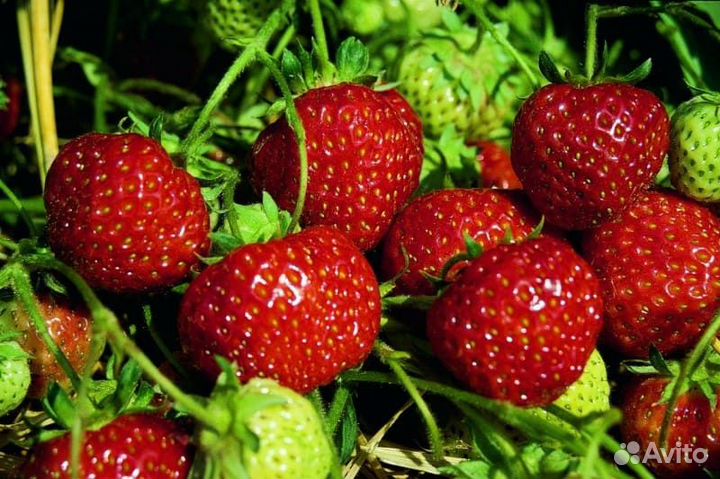 Саженцы Земляника Зенга Зенгана 5 шт