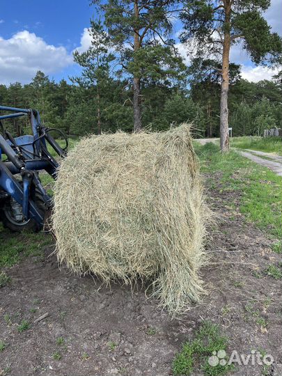 Сено в рулонах (3 центнера)