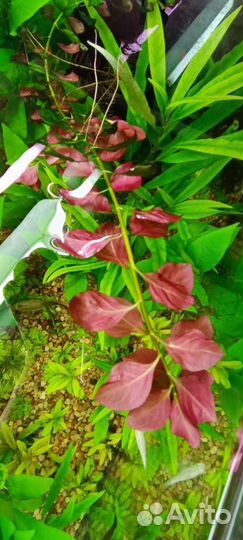 Валлиснерия спираль, Гуппи, растения, Хелены