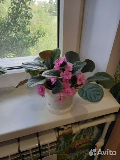 Комнатные цветы фиалки