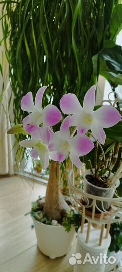 Дендробиум цветущий