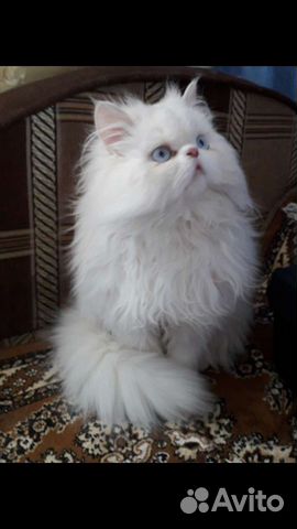 Персидские котята купить в Бирюче  объявление продам