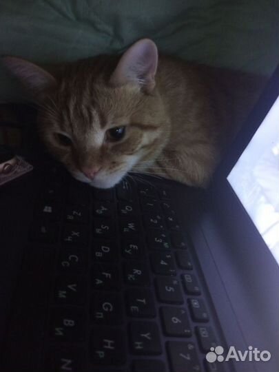 Отдам кота в добрые руки