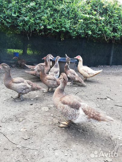 Мускусные утки индоутки 4 месяца