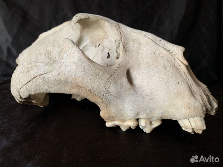 Череп древнего пещерного