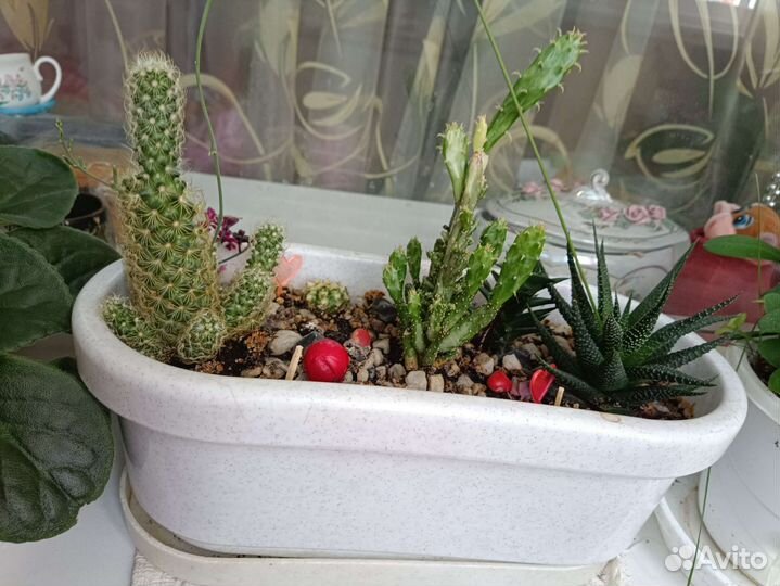 Продам цветы комнатные